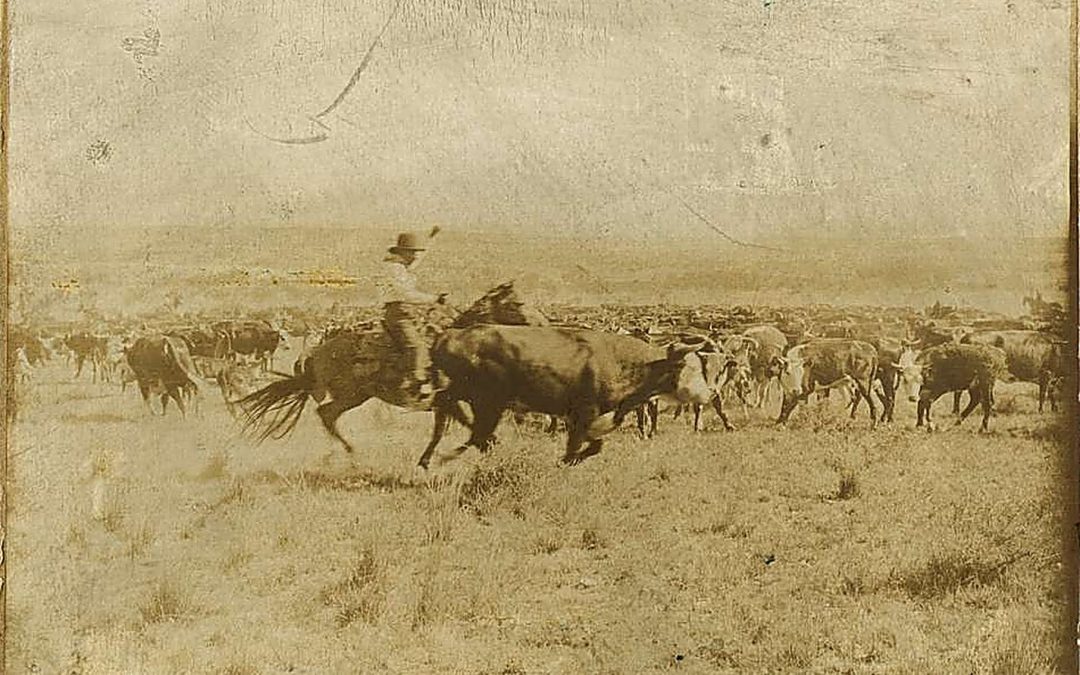 Cutting Out and Lining Up the Herd