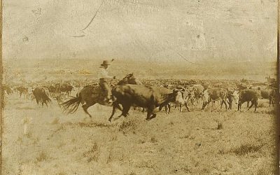 Cutting Out and Lining Up the Herd